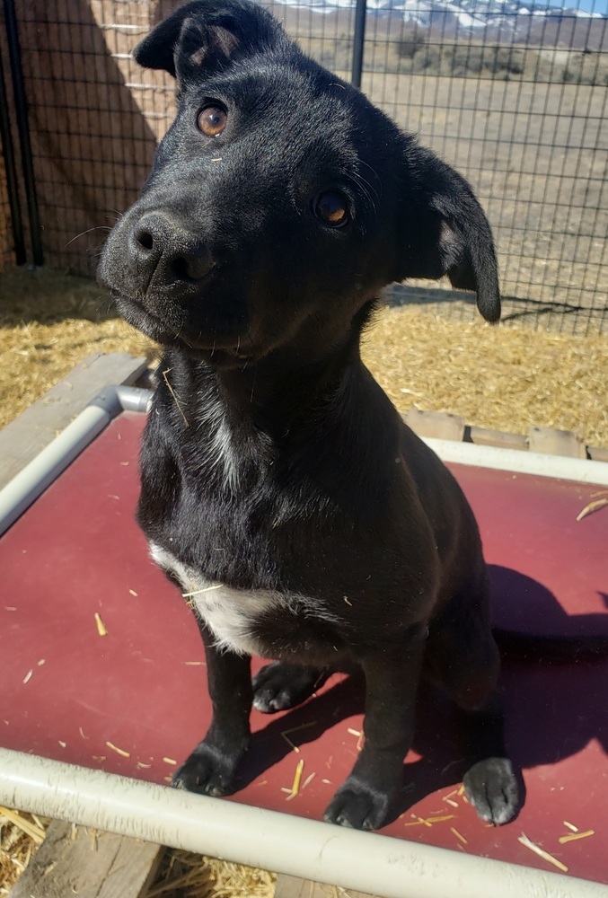 Lola, an adoptable Australian Cattle Dog / Blue Heeler, Labrador Retriever in Challis, ID, 83226 | Photo Image 1