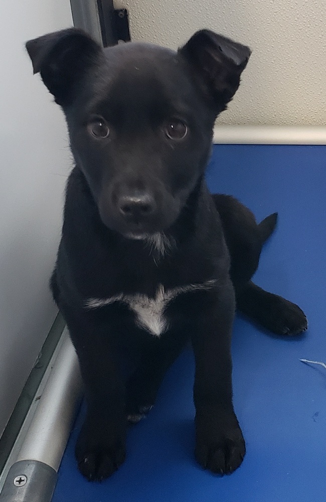 Lola, an adoptable Australian Cattle Dog / Blue Heeler, Labrador Retriever in Challis, ID, 83226 | Photo Image 2