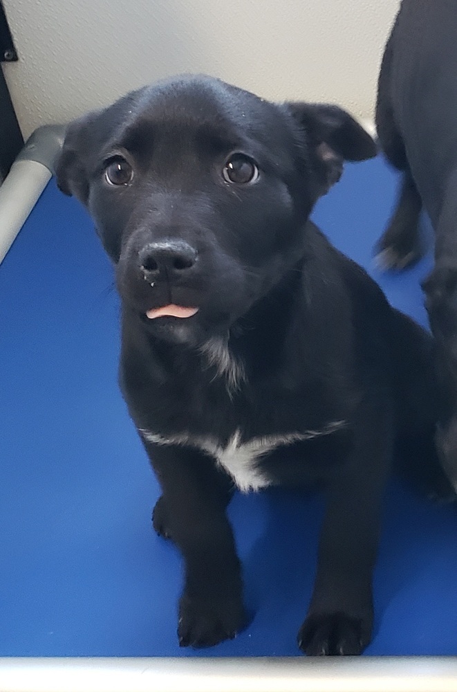 Lola, an adoptable Australian Cattle Dog / Blue Heeler, Labrador Retriever in Challis, ID, 83226 | Photo Image 3