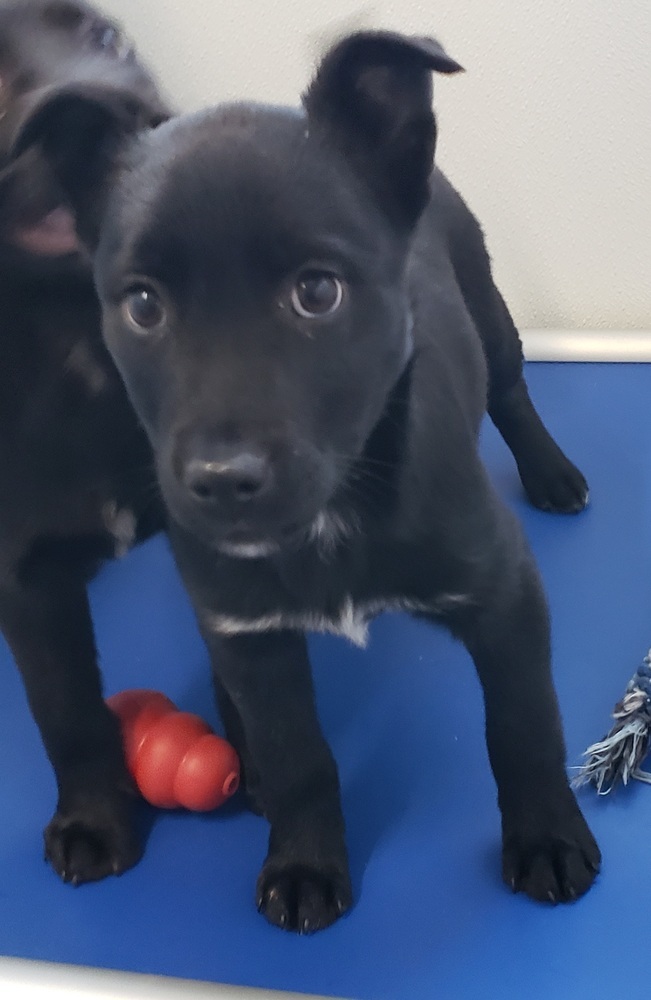 Lola, an adoptable Australian Cattle Dog / Blue Heeler, Labrador Retriever in Challis, ID, 83226 | Photo Image 4