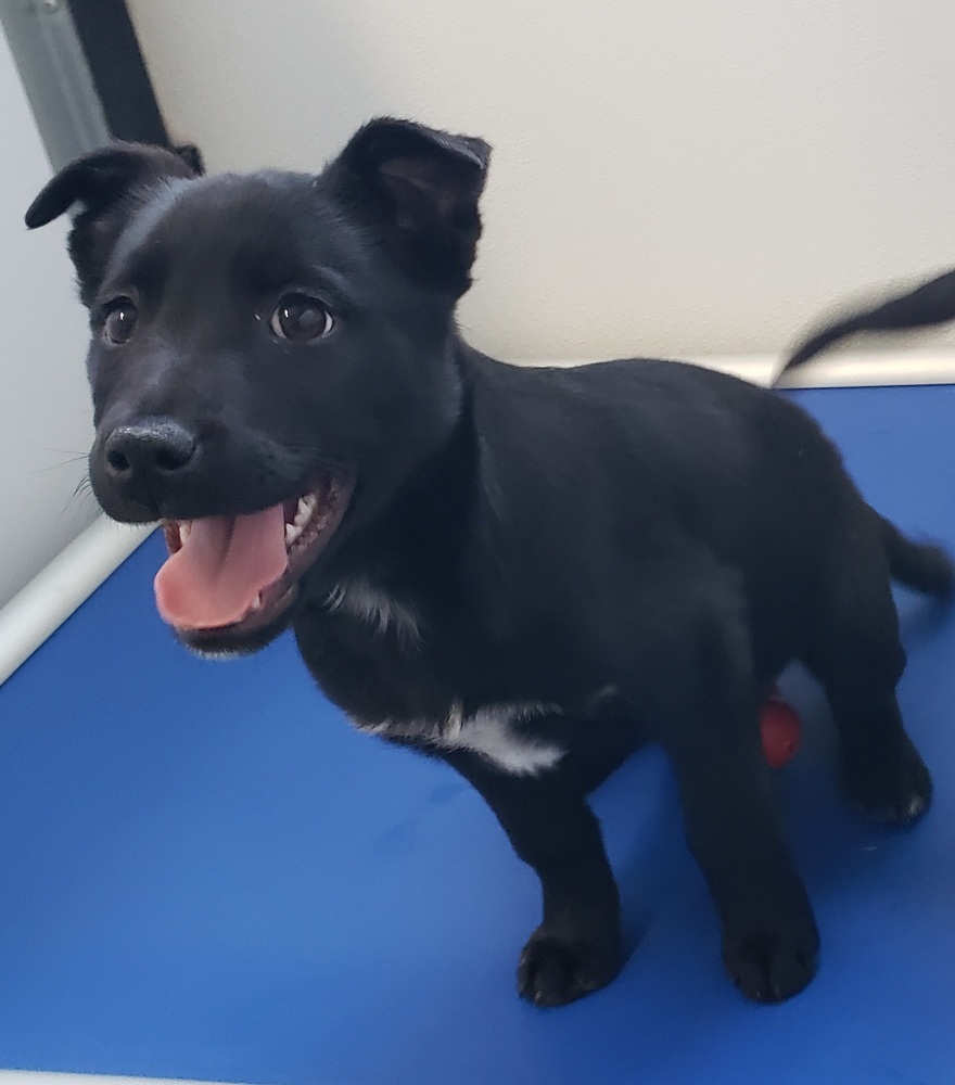 Lola, an adoptable Australian Cattle Dog / Blue Heeler, Labrador Retriever in Challis, ID, 83226 | Photo Image 5