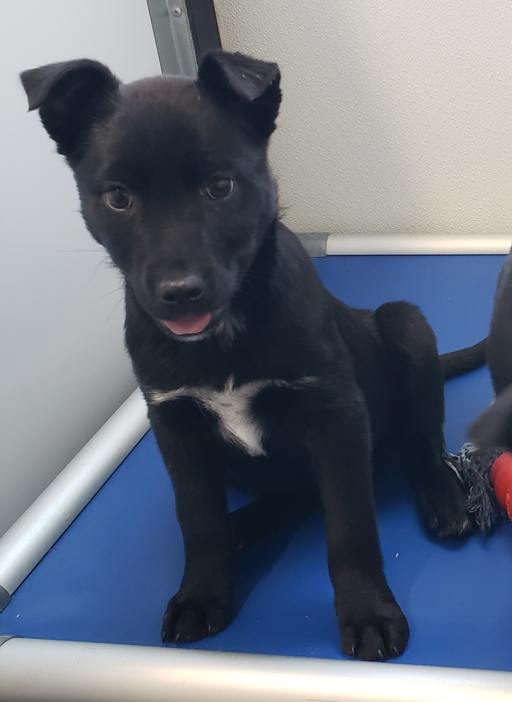 Lola, an adoptable Australian Cattle Dog / Blue Heeler, Labrador Retriever in Challis, ID, 83226 | Photo Image 6