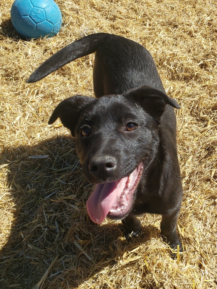 Dory, an adoptable Australian Cattle Dog / Blue Heeler, Labrador Retriever in Challis, ID, 83226 | Photo Image 1