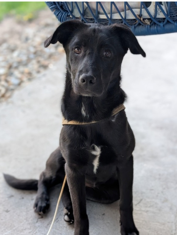 Rainy, an adoptable Australian Cattle Dog / Blue Heeler, Labrador Retriever in Challis, ID, 83226 | Photo Image 1