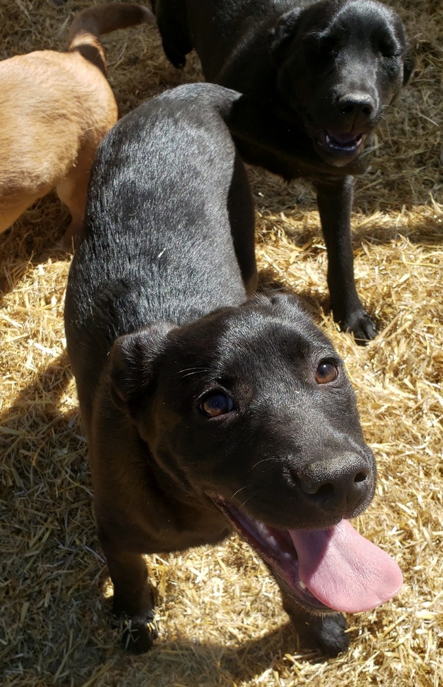 Dory, an adoptable Australian Cattle Dog / Blue Heeler, Labrador Retriever in Challis, ID, 83226 | Photo Image 2