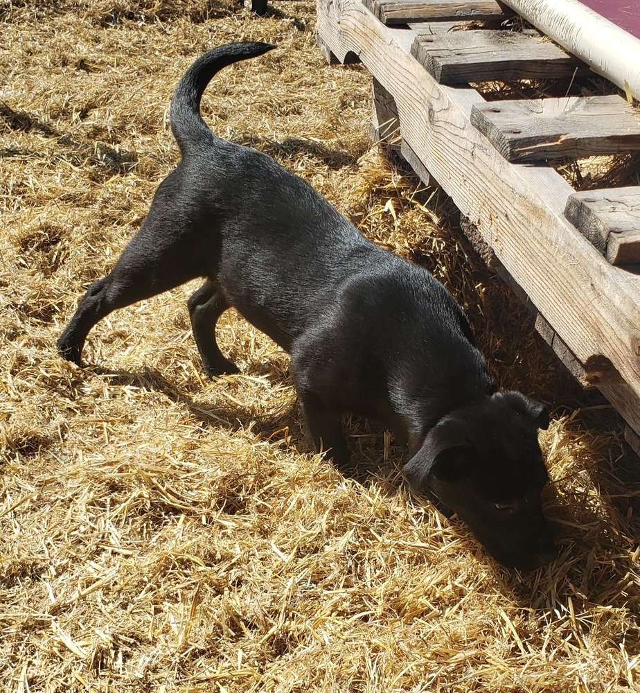 Dory, an adoptable Australian Cattle Dog / Blue Heeler, Labrador Retriever in Challis, ID, 83226 | Photo Image 3