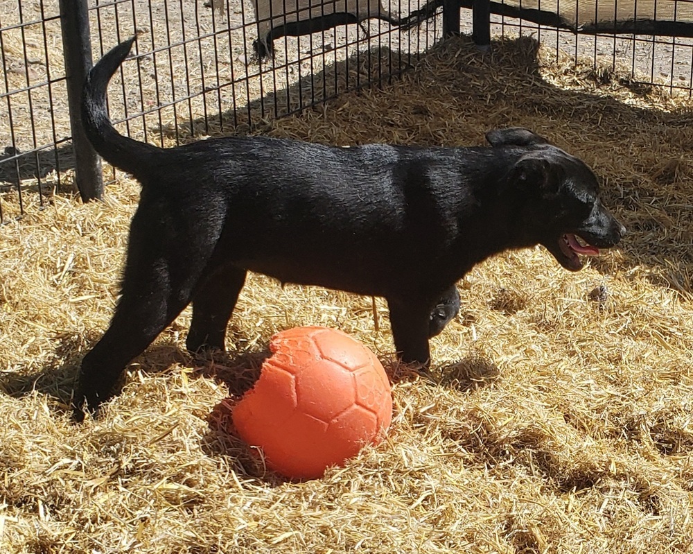 Dory, an adoptable Australian Cattle Dog / Blue Heeler, Labrador Retriever in Challis, ID, 83226 | Photo Image 4