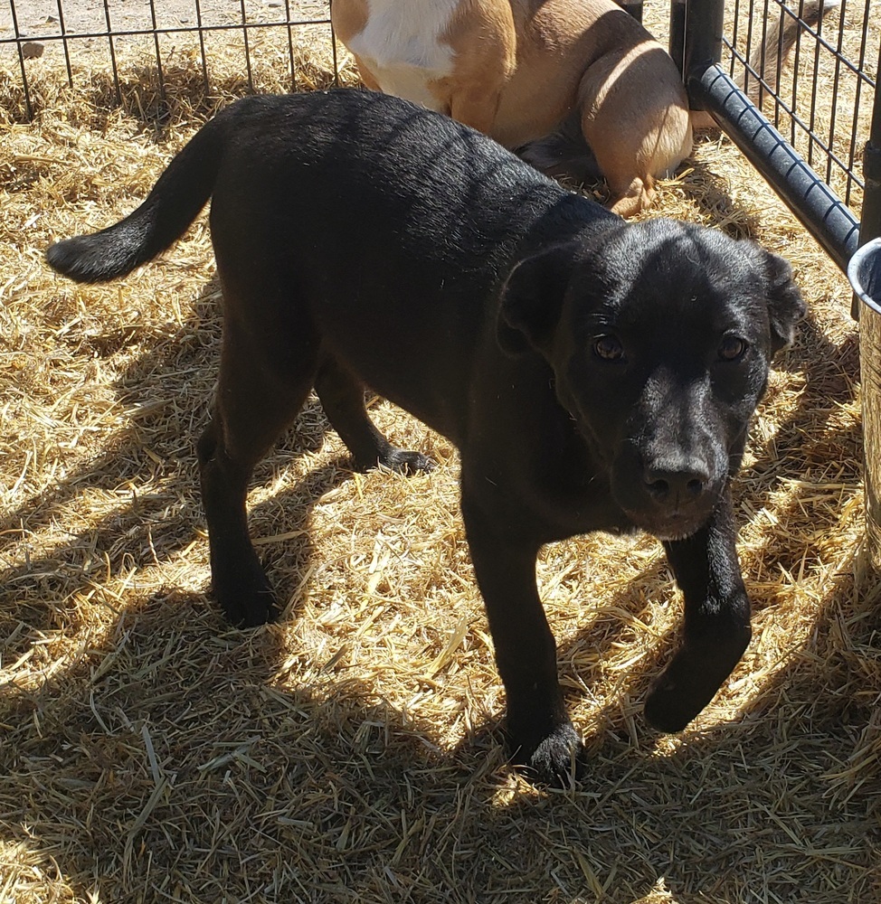 Dory, an adoptable Australian Cattle Dog / Blue Heeler, Labrador Retriever in Challis, ID, 83226 | Photo Image 5