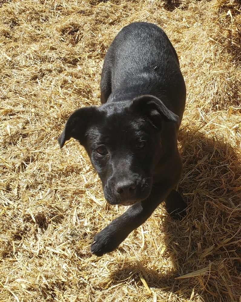 Dory, an adoptable Australian Cattle Dog / Blue Heeler, Labrador Retriever in Challis, ID, 83226 | Photo Image 6