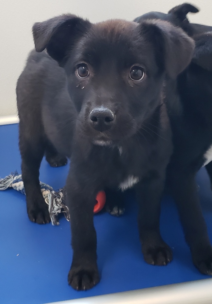 Rainy, an adoptable Australian Cattle Dog / Blue Heeler, Labrador Retriever in Challis, ID, 83226 | Photo Image 6