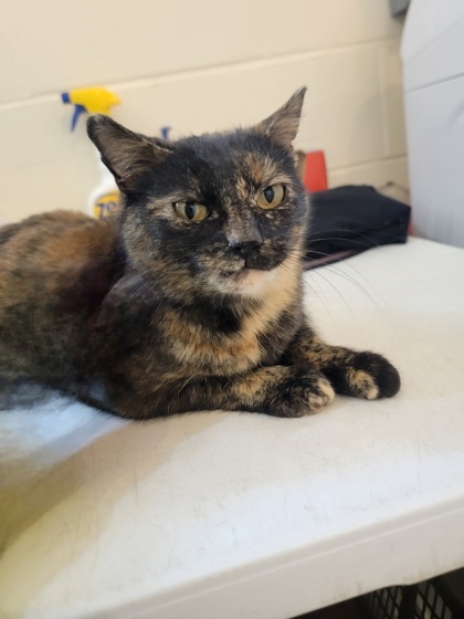 Clementine, an adoptable Domestic Short Hair in Fergus Falls, MN, 56537 | Photo Image 1