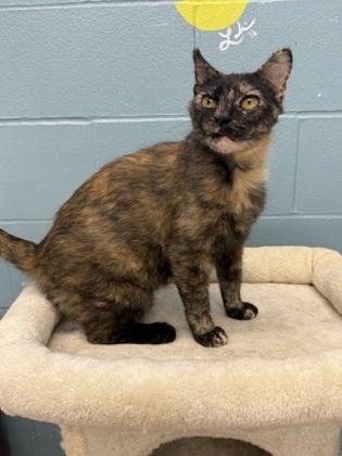 Clementine, an adoptable Domestic Short Hair in Fergus Falls, MN, 56537 | Photo Image 1