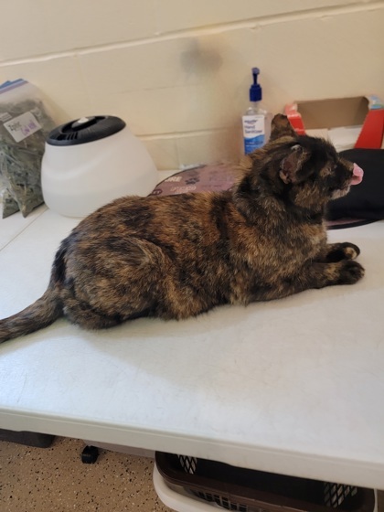 Clementine, an adoptable Domestic Short Hair in Fergus Falls, MN, 56537 | Photo Image 2