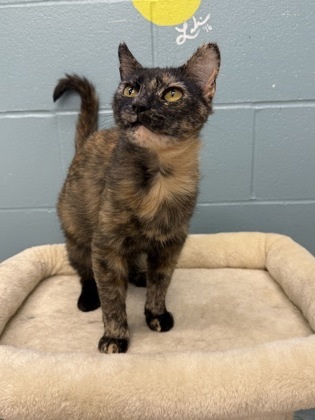 Clementine, an adoptable Domestic Short Hair in Fergus Falls, MN, 56537 | Photo Image 2