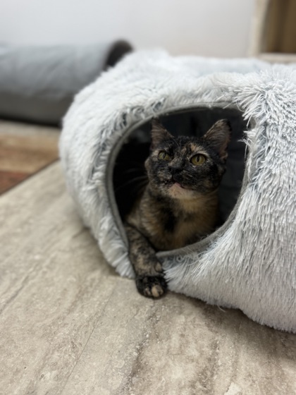 Clementine, an adoptable Domestic Short Hair in Fergus Falls, MN, 56537 | Photo Image 3