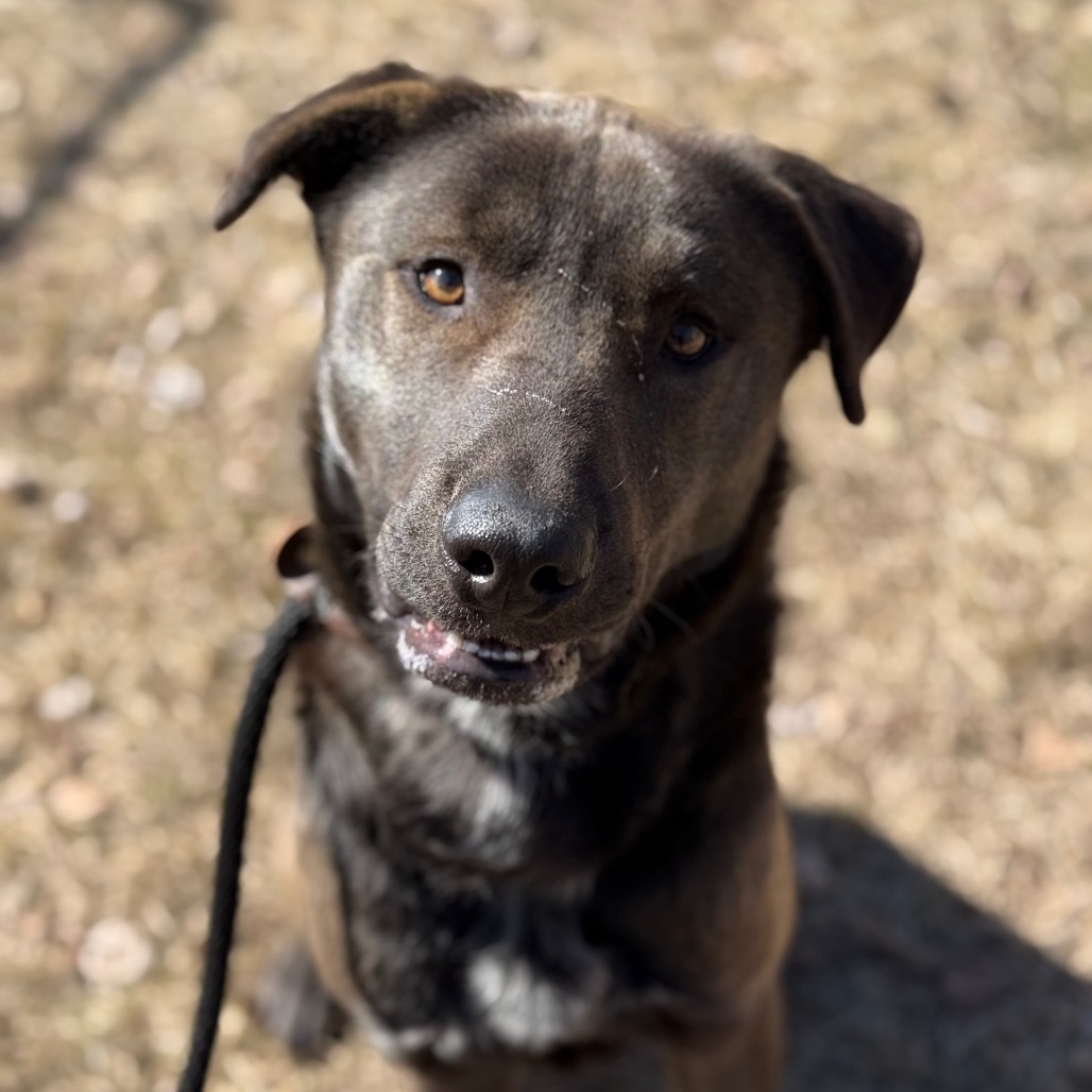 Bruno, an adoptable Labrador Retriever, Shepherd in Standish, MI, 48658 | Photo Image 1