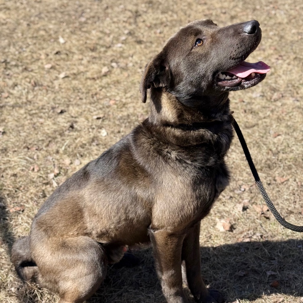 Bruno, an adoptable Labrador Retriever, Shepherd in Standish, MI, 48658 | Photo Image 2