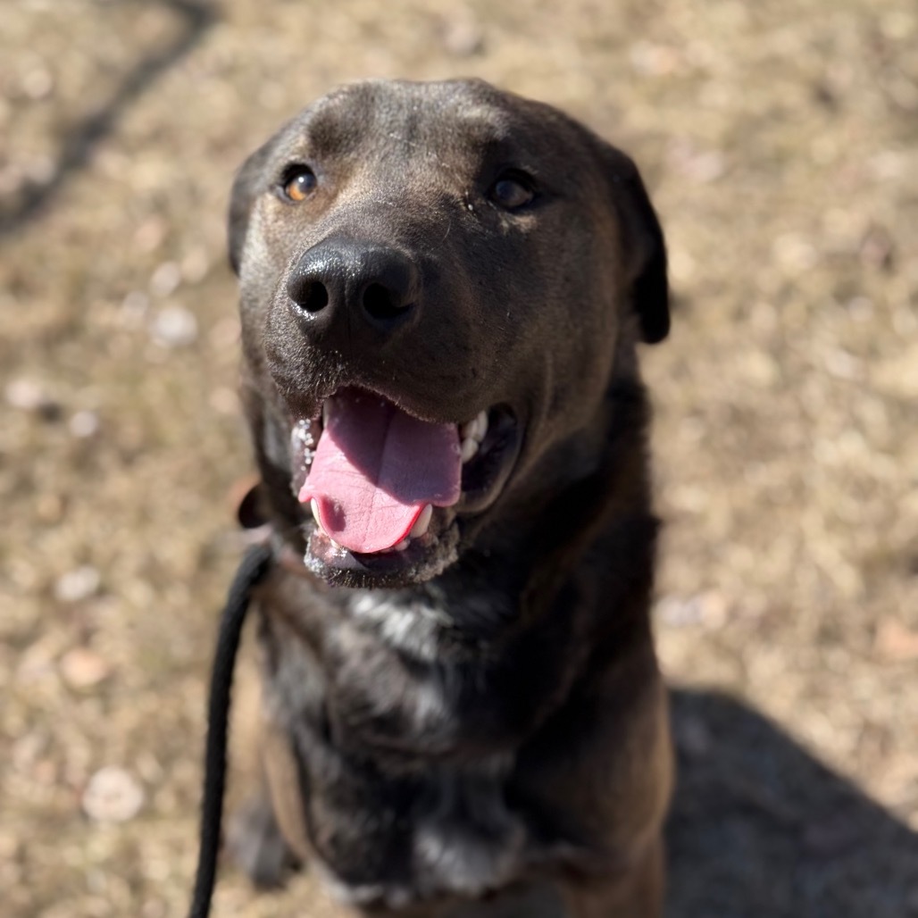 Bruno, an adoptable Labrador Retriever, Shepherd in Standish, MI, 48658 | Photo Image 3