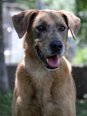Kaia, Senior Female unknown