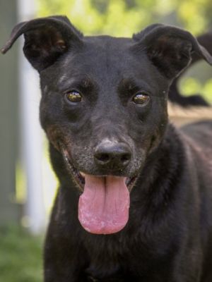 Ziggy, Senior Male Labrador Retriever