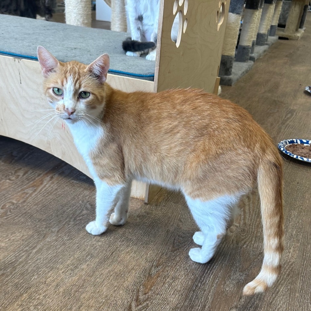 Cheerio, an adoptable Domestic Short Hair in Midland, TX, 79701 | Photo Image 1