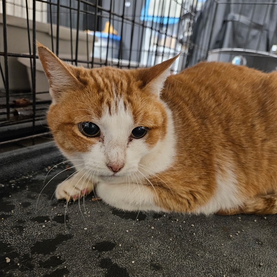 Rubia, an adoptable Domestic Short Hair in Midland, TX, 79701 | Photo Image 1