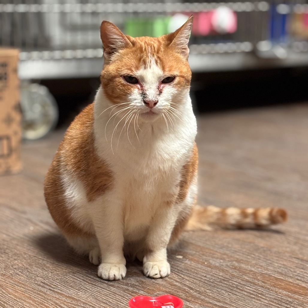 Rubia, an adoptable Domestic Short Hair in Midland, TX, 79701 | Photo Image 1
