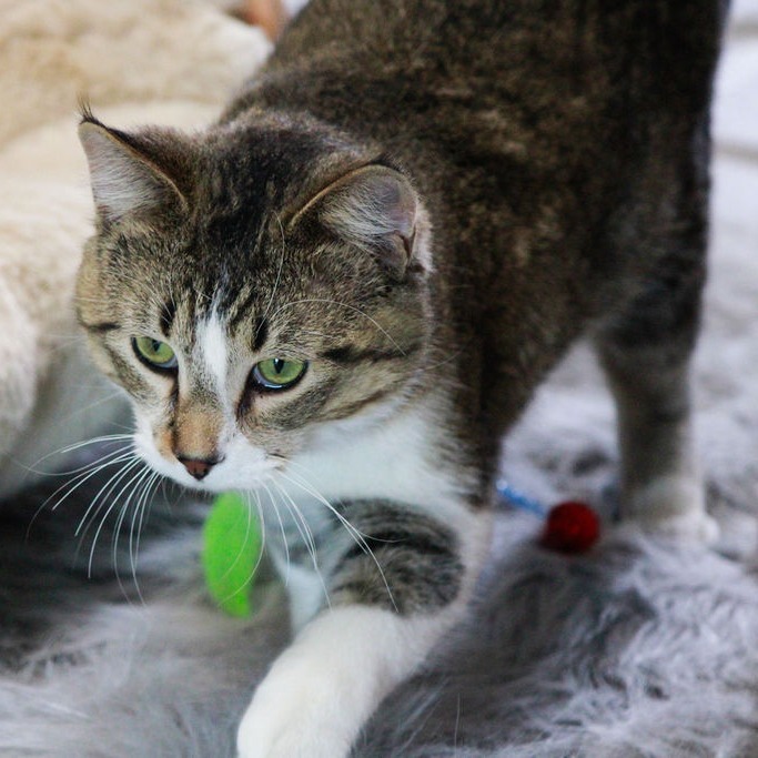 Rebel, an adoptable Domestic Short Hair in Carroll, IA, 51401 | Photo Image 1