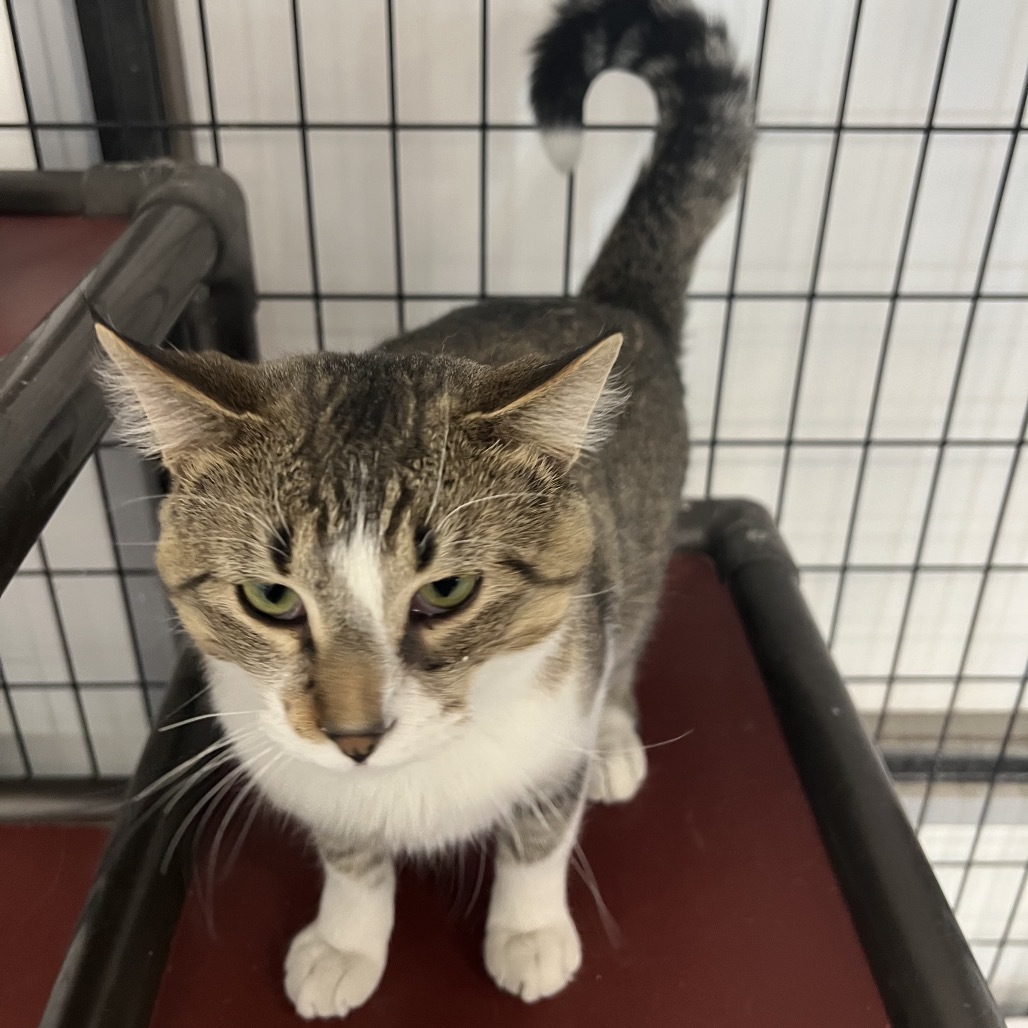 Rebel, an adoptable Domestic Short Hair in Carroll, IA, 51401 | Photo Image 2