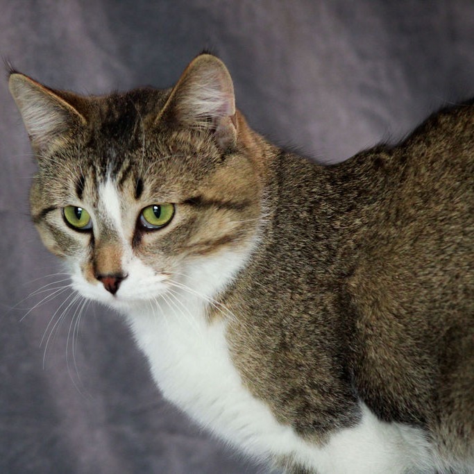 Rebel, an adoptable Domestic Short Hair in Carroll, IA, 51401 | Photo Image 3
