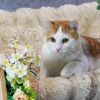 Simba photo 1