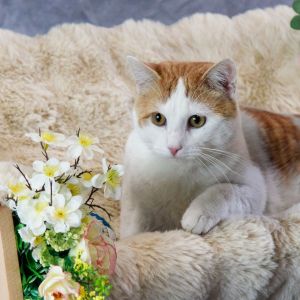 Simba, Adult Male unknown