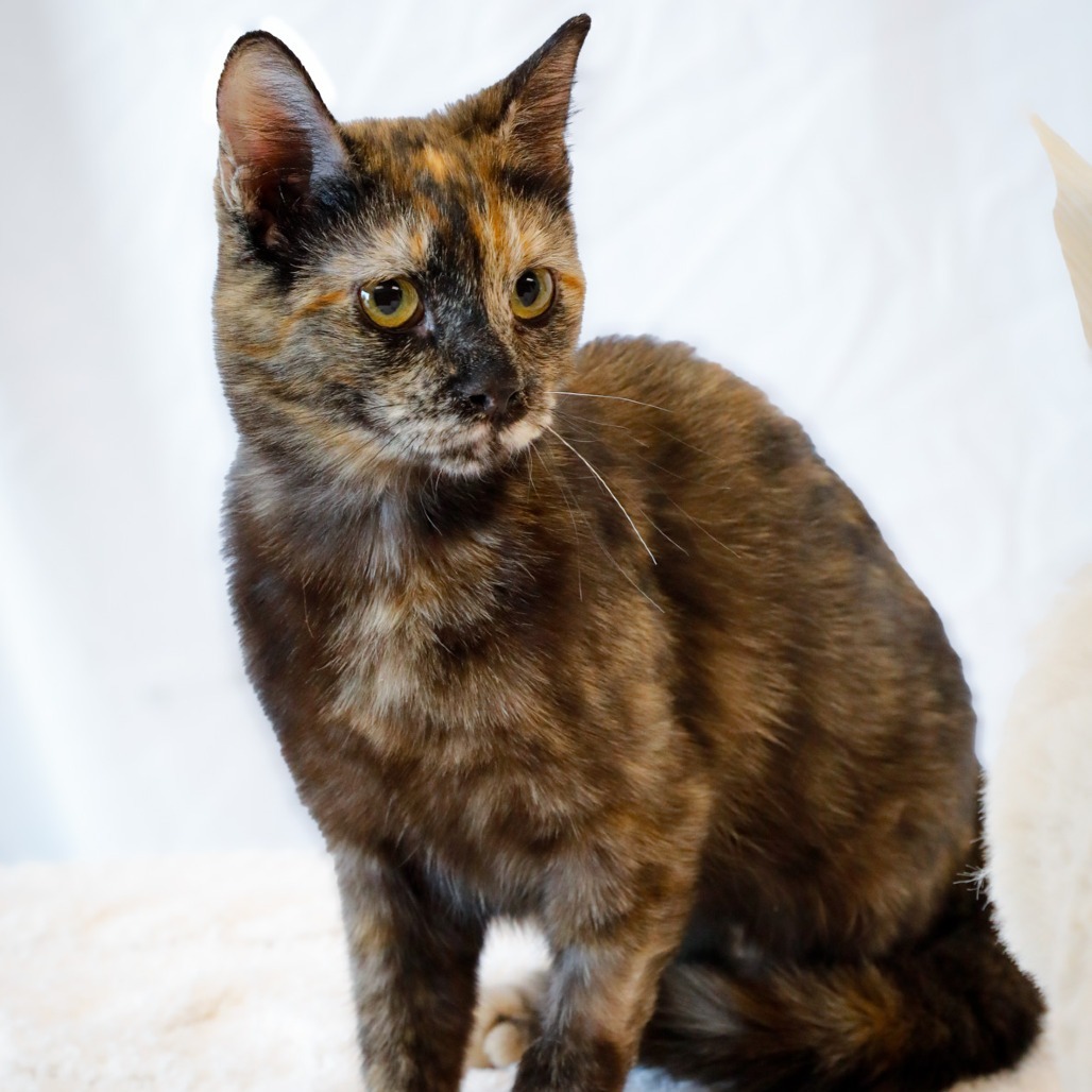 Sophia