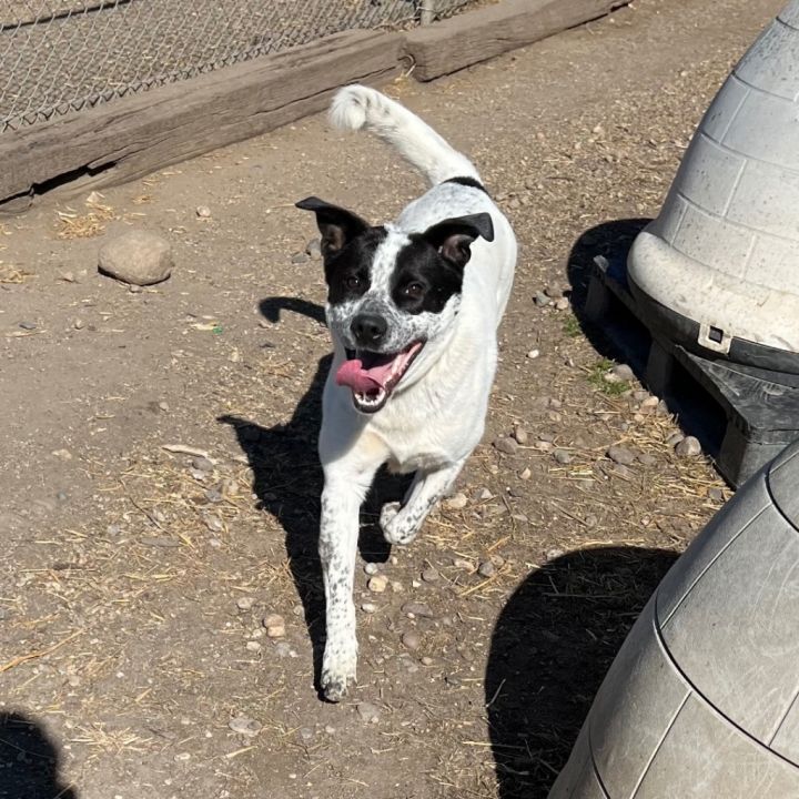 Maynard 2