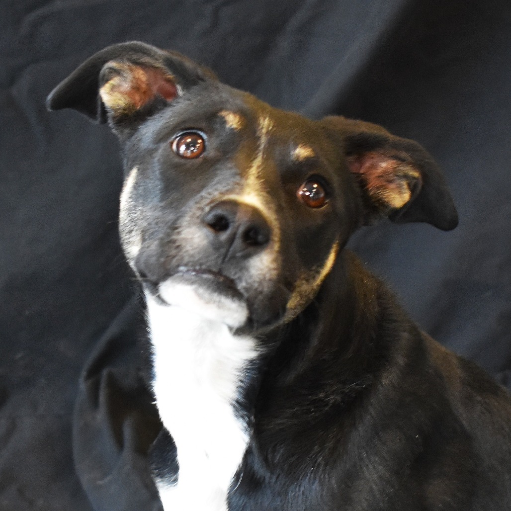 Elm (24-4D-2), an adoptable Cattle Dog, Mixed Breed in Rifle, CO, 81650 | Photo Image 1