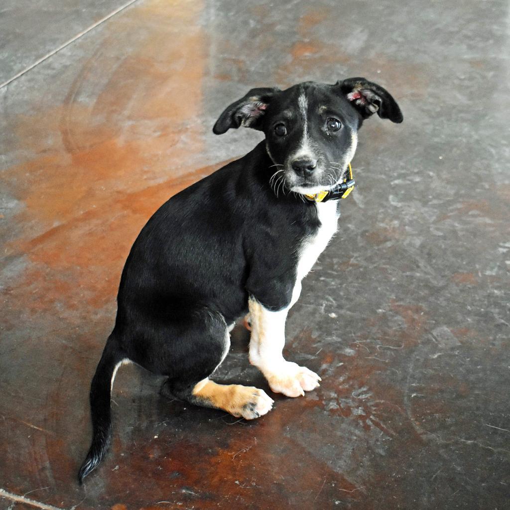 Elm (24-4D-2), an adoptable Cattle Dog, Mixed Breed in Rifle, CO, 81650 | Photo Image 2