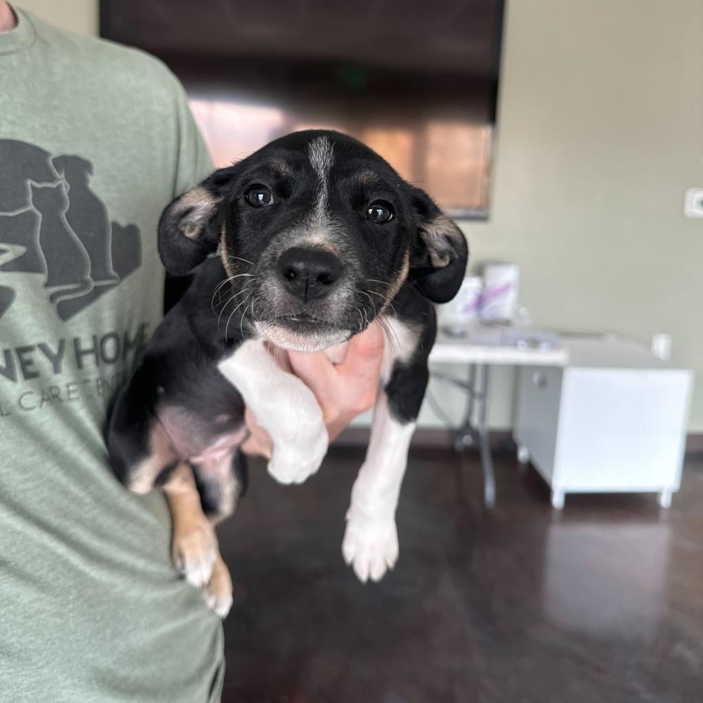 Elm (24-4D-2), an adoptable Cattle Dog, Mixed Breed in Rifle, CO, 81650 | Photo Image 3