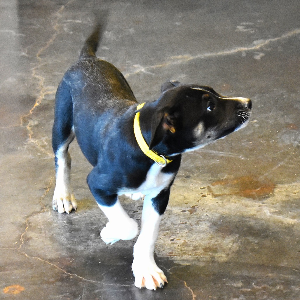 Elm (24-4D-2), an adoptable Cattle Dog, Mixed Breed in Rifle, CO, 81650 | Photo Image 4