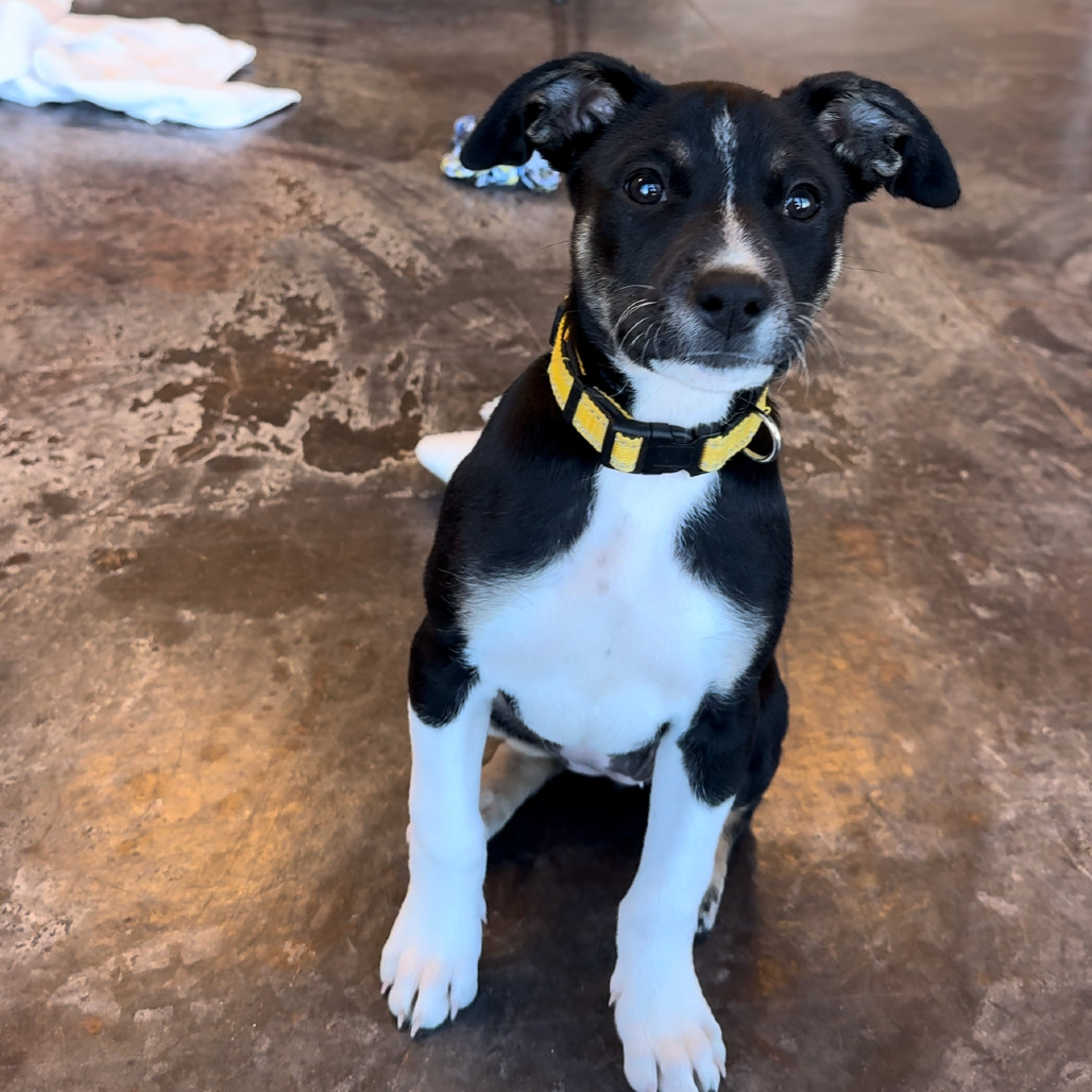 Elm (24-4D-2), an adoptable Cattle Dog, Mixed Breed in Rifle, CO, 81650 | Photo Image 5