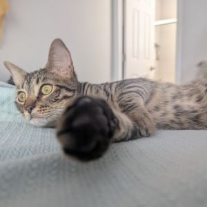 Zuma is a sweet and affectionate xx- kitten who was rescued along with 7 other s