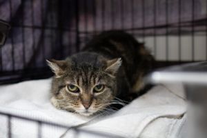 Roberta, Senior Female Domestic Short Hair