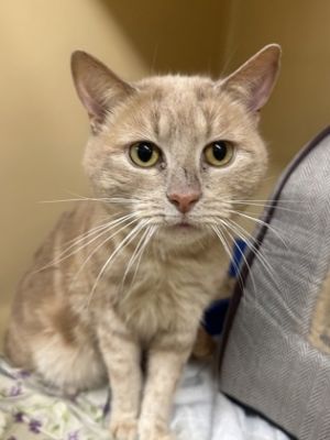 Kash OF13, Adult Male Domestic Short Hair