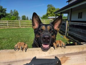 Davonna, Adult Female German Shepherd Dog