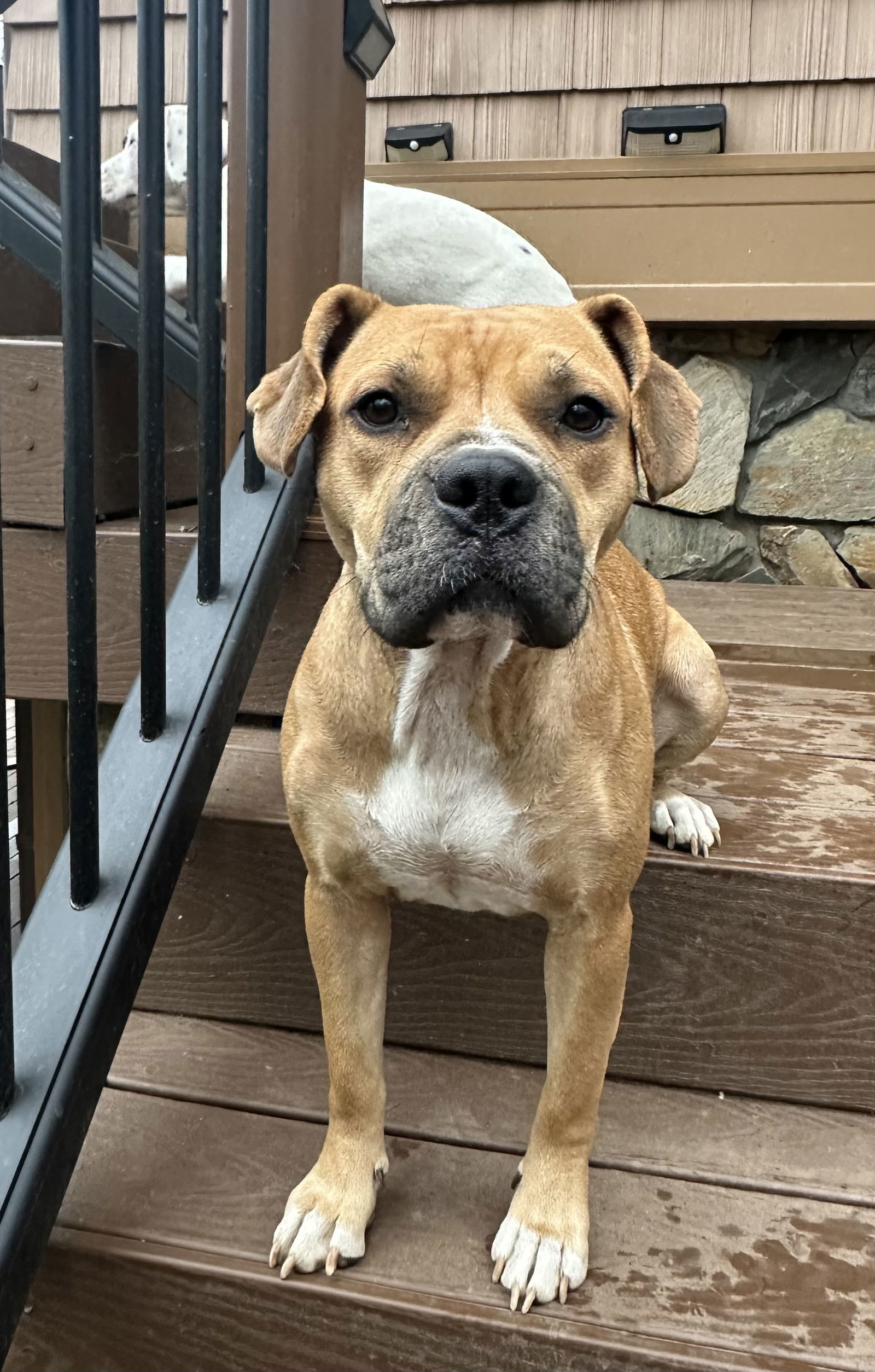 Gemma