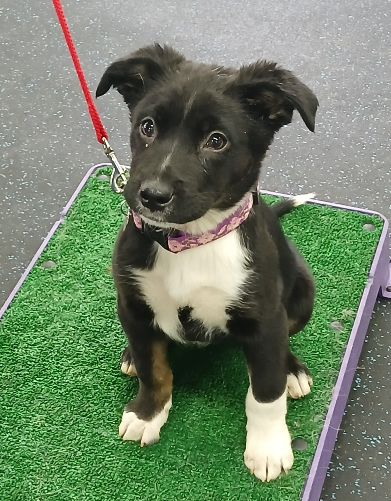 Lainey, an adoptable German Shepherd Dog in Suamico, WI, 54173 | Photo Image 1