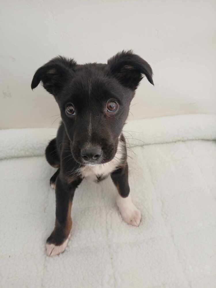 Lainey, an adoptable German Shepherd Dog in Suamico, WI, 54173 | Photo Image 2