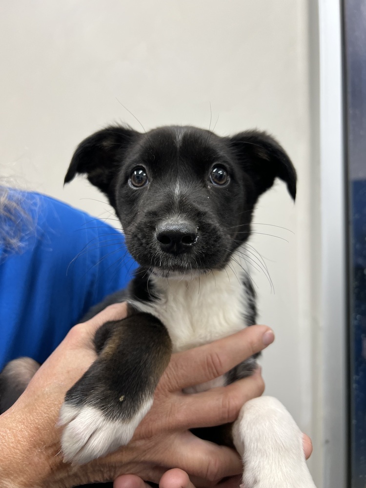 Lainey, an adoptable German Shepherd Dog in Suamico, WI, 54173 | Photo Image 3