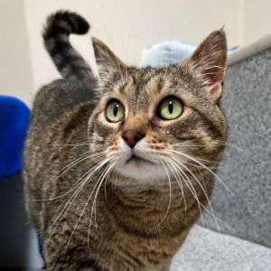 Hi My name is Olive and Im at the Santa Barbara Campus Im a 8 year old female Domestic Shorthair