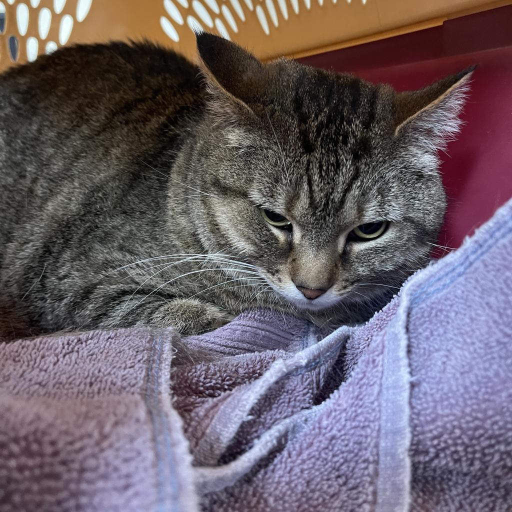 Olive, an adoptable Domestic Short Hair in Santa Barbara, CA, 93111 | Photo Image 3