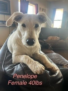 Penelope